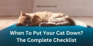 When To Put Your Cat Down? The Complete Checklist