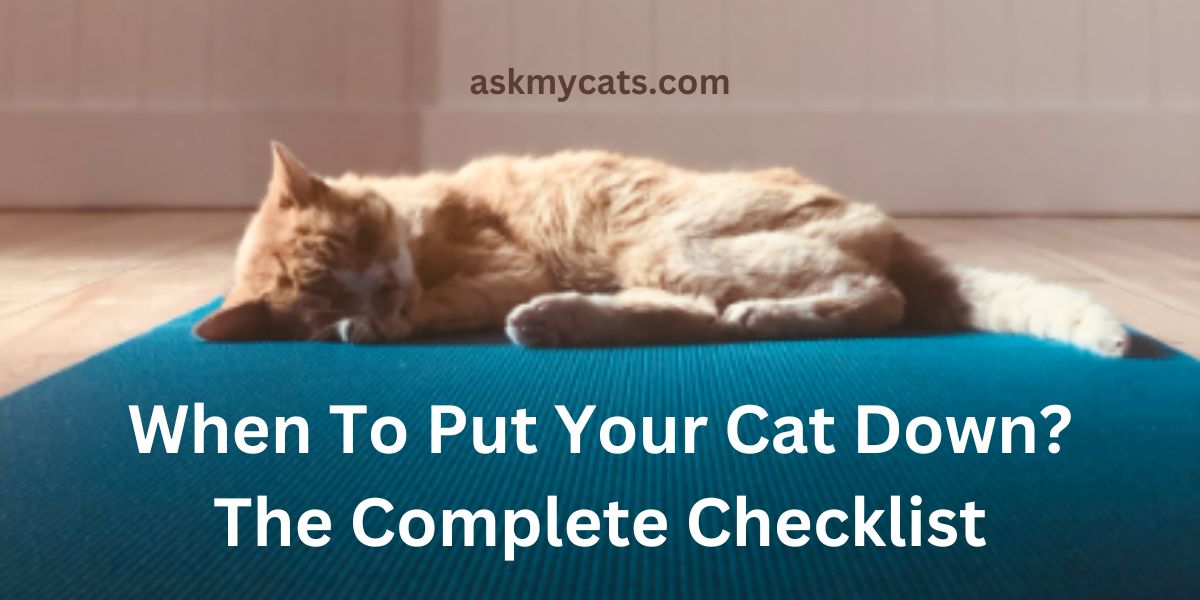 When To Put Your Cat Down? The Complete Checklist