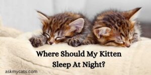 Where Should My Kitten Sleep At Night?