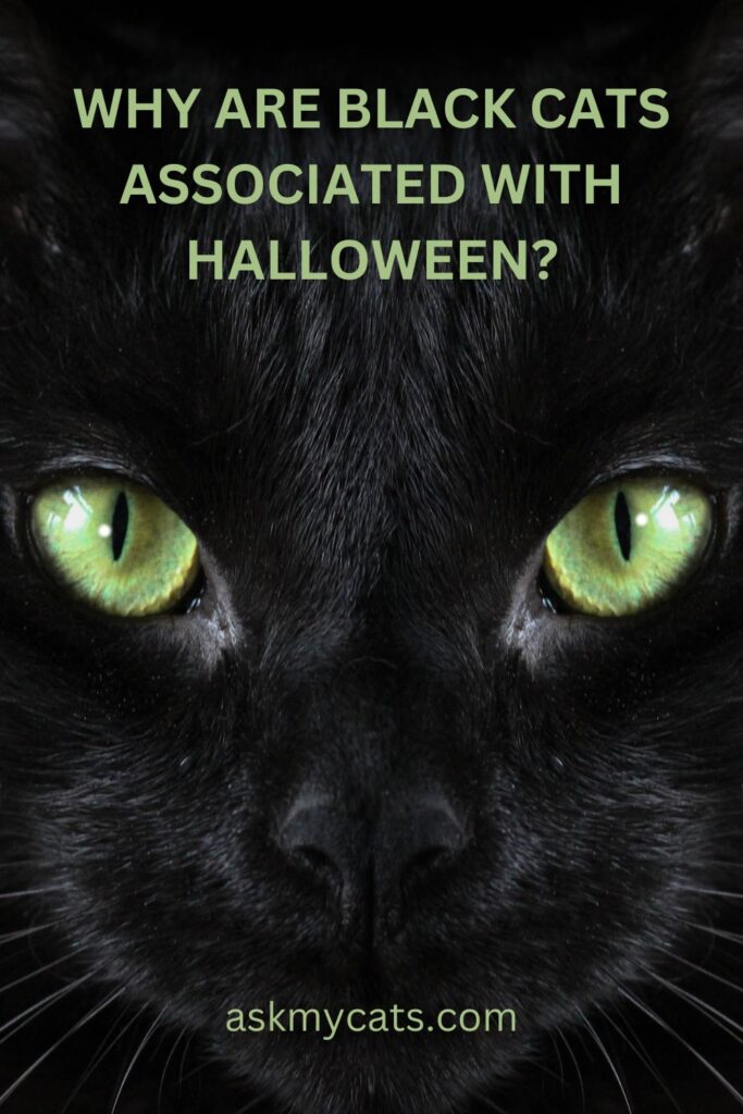 Why Are Black Cats Associated With Halloween