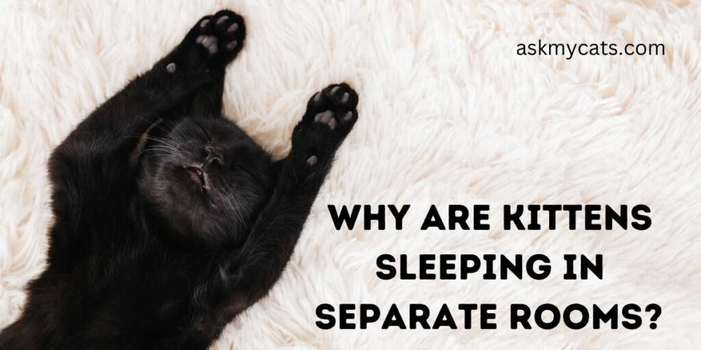 Why Are Kittens Sleeping In Separate Rooms? 