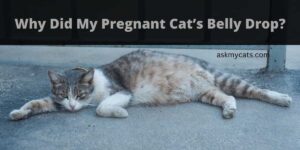Why Did My Pregnant Cat’s Belly Drop?
