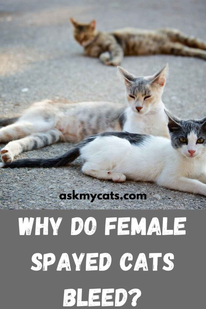 Why Do Female Spayed Cats Bleed?