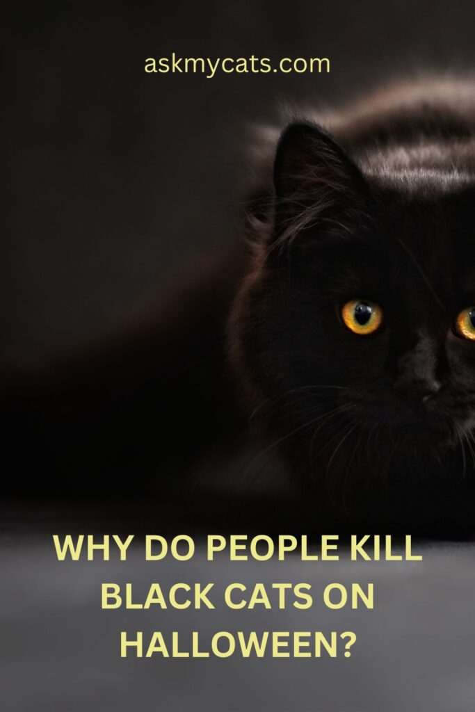 Why Do People Kill Black Cats On Halloween