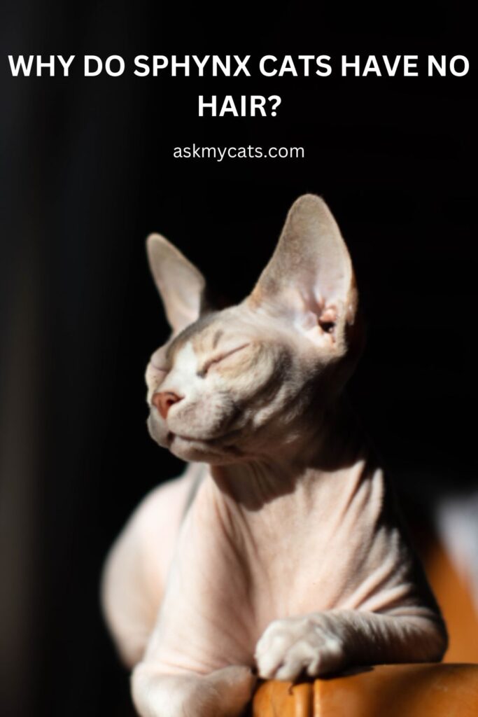 Why Do Sphynx Cats Have No Hair