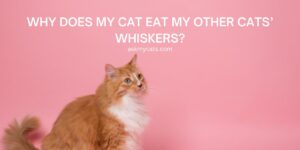 Why Does My Cat Eat My Other Cats’ Whiskers?