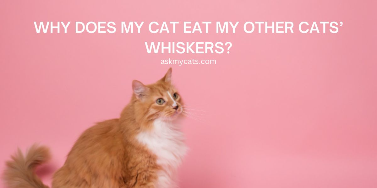 Why Does My Cat Eat My Other Cats’ Whiskers?