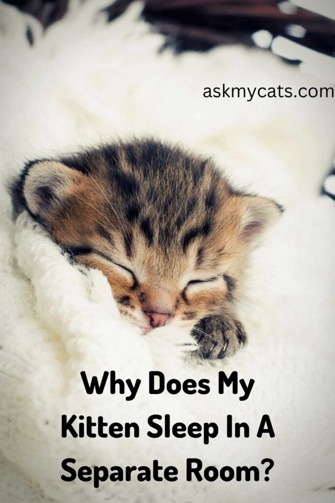 Why Does My Kitten Sleep In A Separate Room?