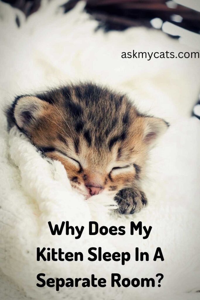 Why Are Kittens Sleeping In Separate Rooms? (Explained)