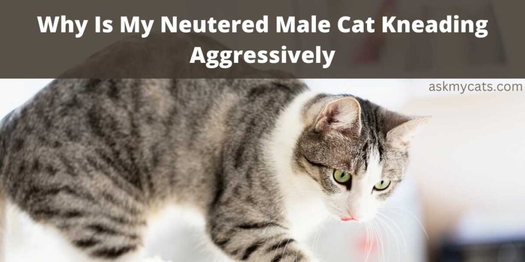 Why Is My Neutered Male Cat Kneading Aggressively?