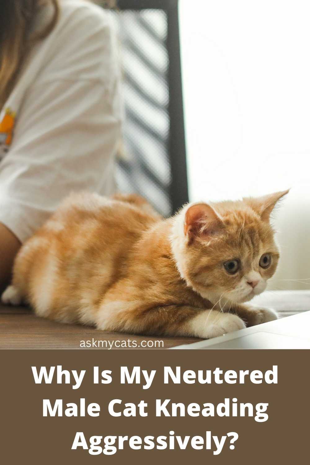 Why Is My Neutered Male Cat Kneading Aggressively?