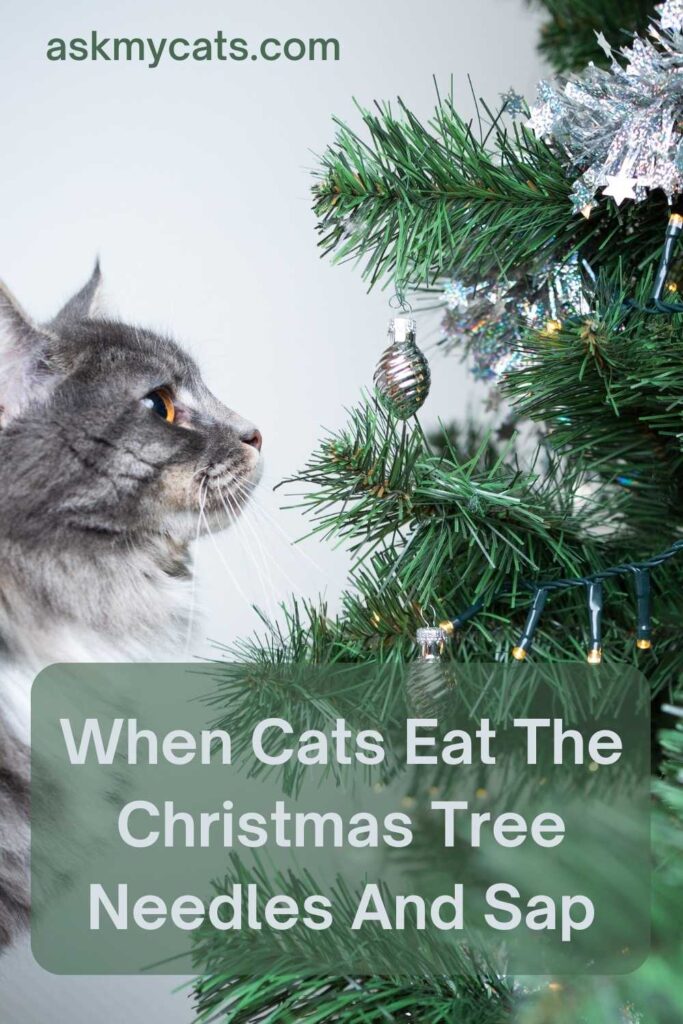 When Cats Eat The Christmas Tree Needles And Sap