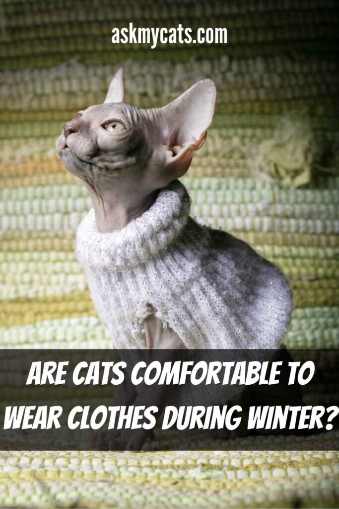 Are Cats Comfortable To Wear Clothes During Winter?