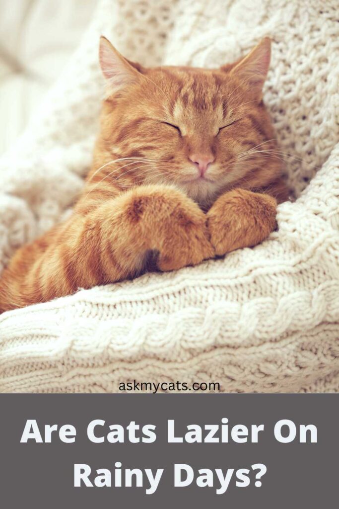 Are Cats Lazier On Rainy Days?