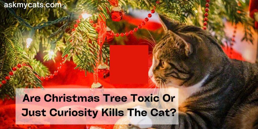 Are Christmas Tree Toxic Or Just Curiosity Kills The Cat?