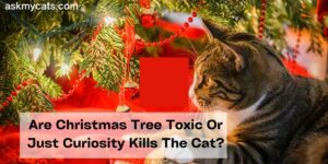 Are Christmas Tree Toxic Or Just Curiosity Kills The Cat?