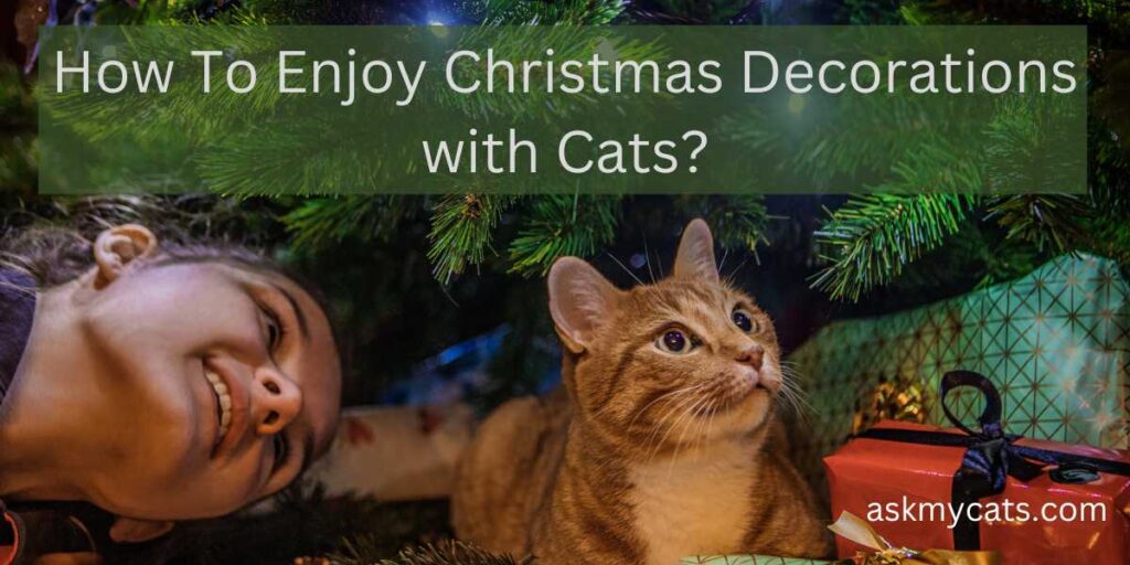How To Enjoy Christmas Decorations With Cats?