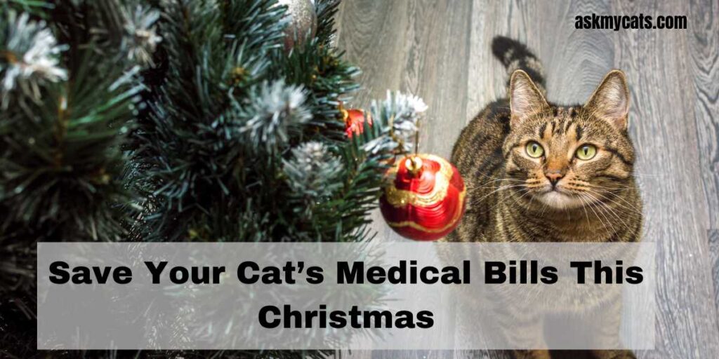 Save Your Cat’s Medical Bills This Christmas