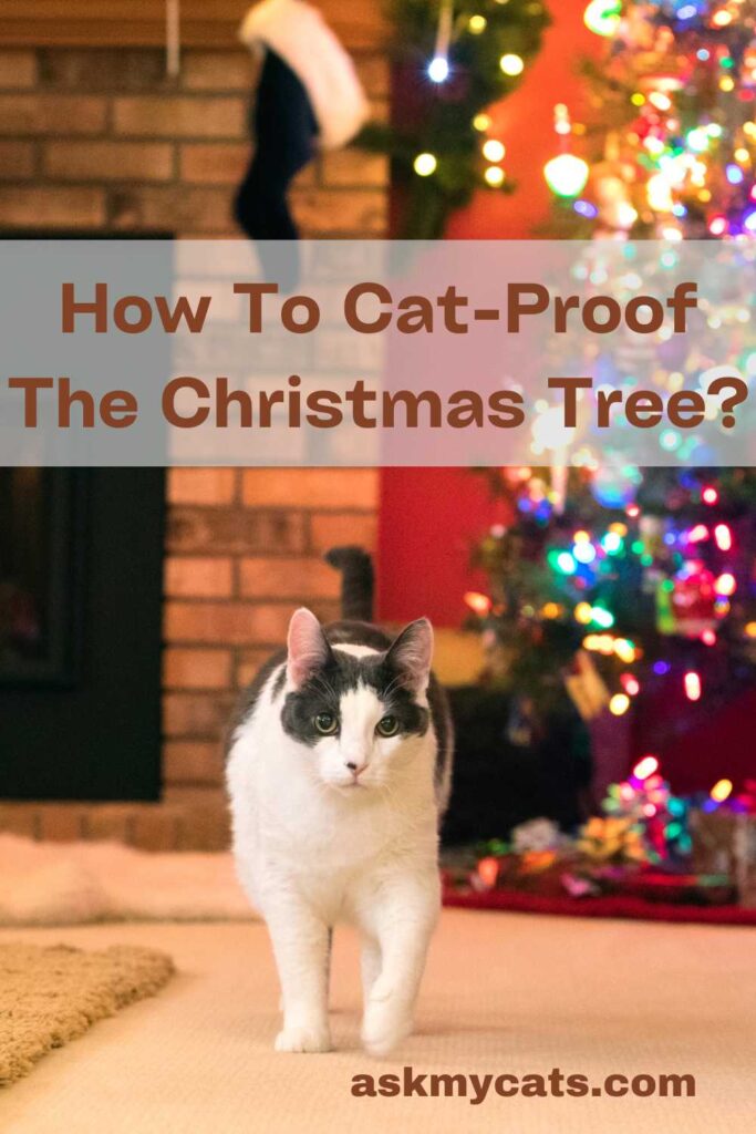 How To Cat-Proof The Christmas tree?