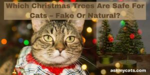 Which Christmas Trees Are Safe For Cats – Fake Or Natural?