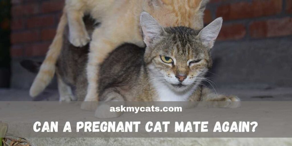 Can A Pregnant Cat Mate Again?