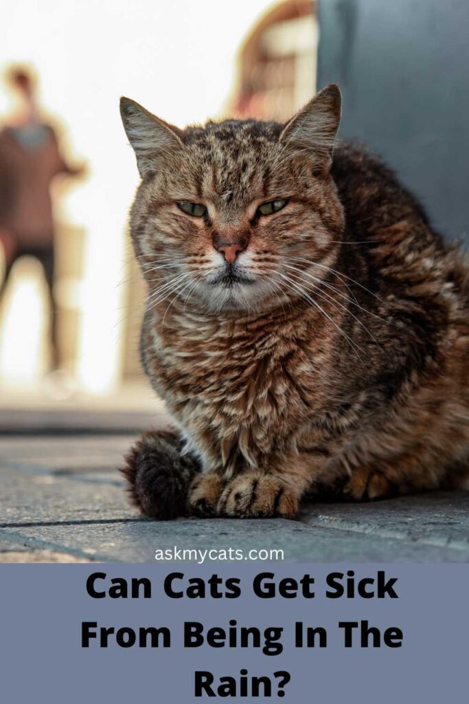 Can Cats Get Sick From Being In The Rain?