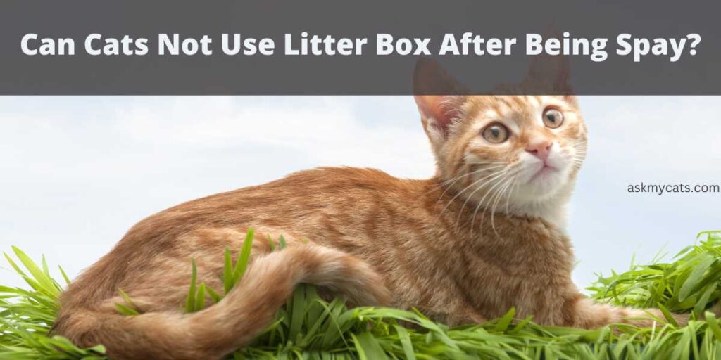 Why Do Cats Not Use Litter Boxes After Being Spayed?