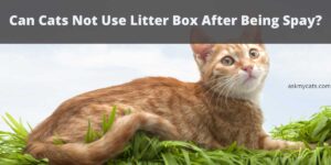 Why Do Cats Not Use Litter Boxes After Being Spayed?