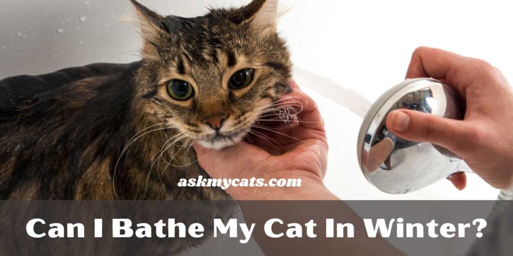 Can I Bathe My Cat In Winter?