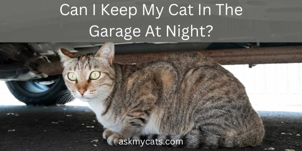 Can I Keep My Cat In The Garage At Night?