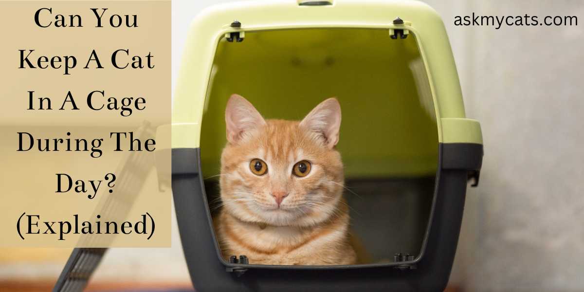 Can You Keep A Cat In A Cage During The Day? (Explained)