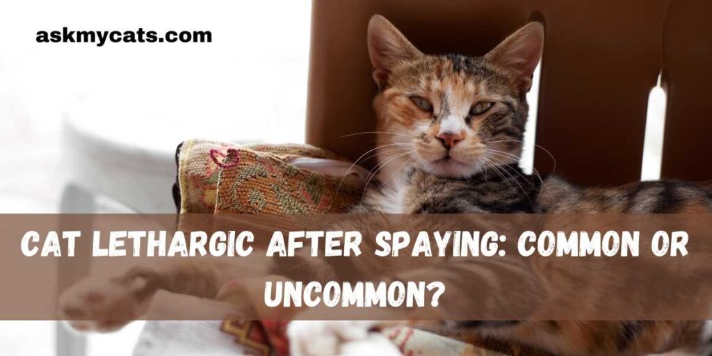 Cat Lethargic After Spaying: Common Or Uncommon?