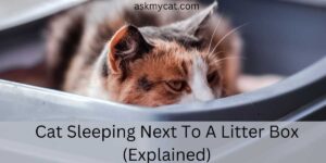 Cat Sleeping Next To A Litter Box (Explained)
