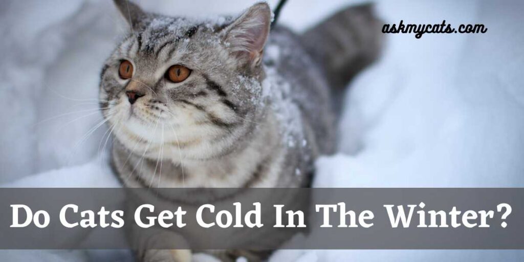 Do Cats Get Cold In The Winter?