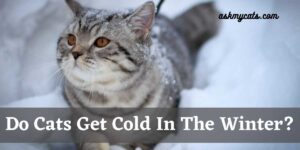 Do Cats Get Cold In The Winter? (Experts Opinion)