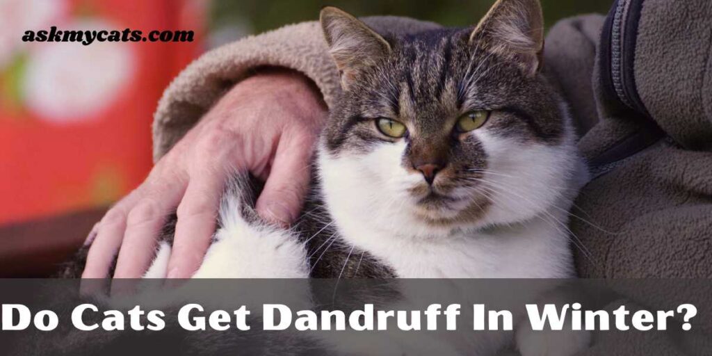 Do Cats Get Dandruff In Winter?  