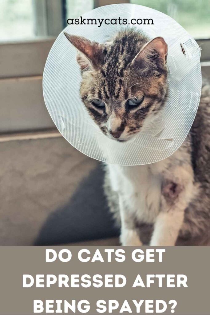 Do Cats Get Depressed After Being Spayed?