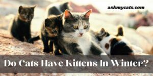 Do Cats Have Kittens In Winter? (Experts Answer)