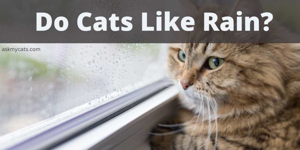 Do Cats Like Rain?