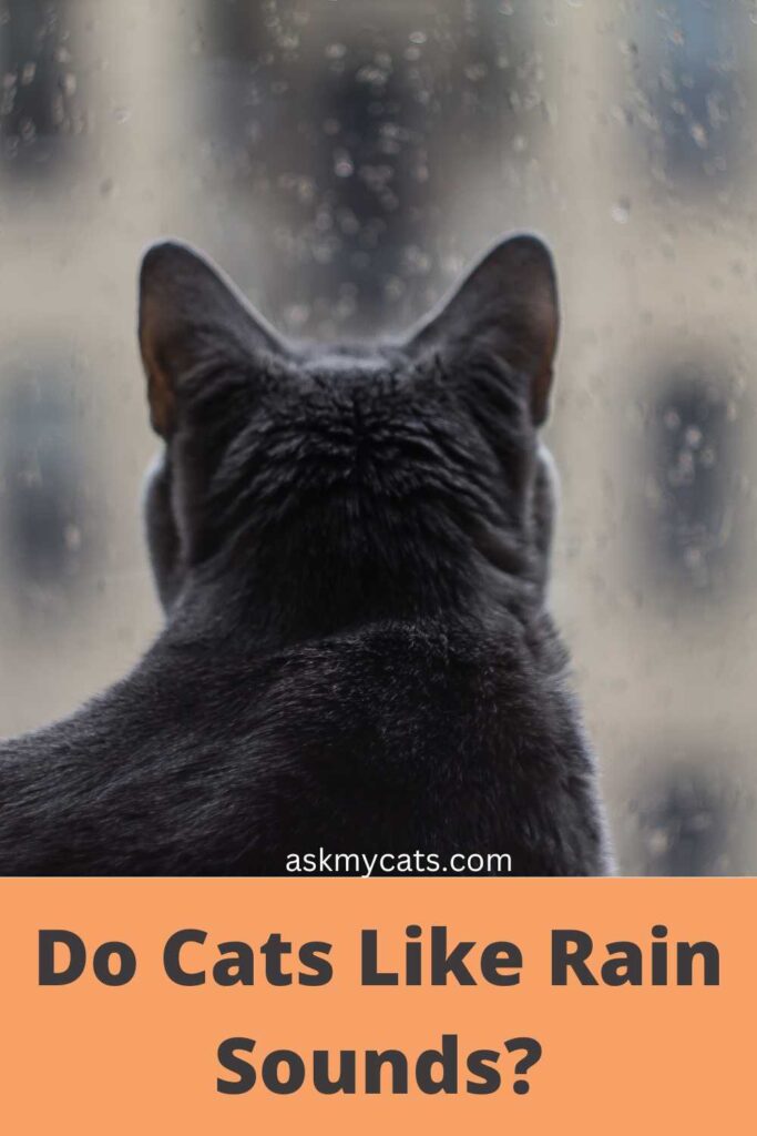 Do Cats Like Rain Sounds?