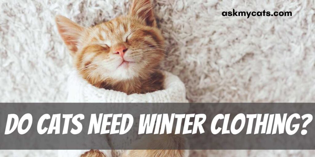 Do Cats Need Winter Clothing?