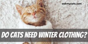 Do Cats Need Winter Clothing? (Experts Answer)