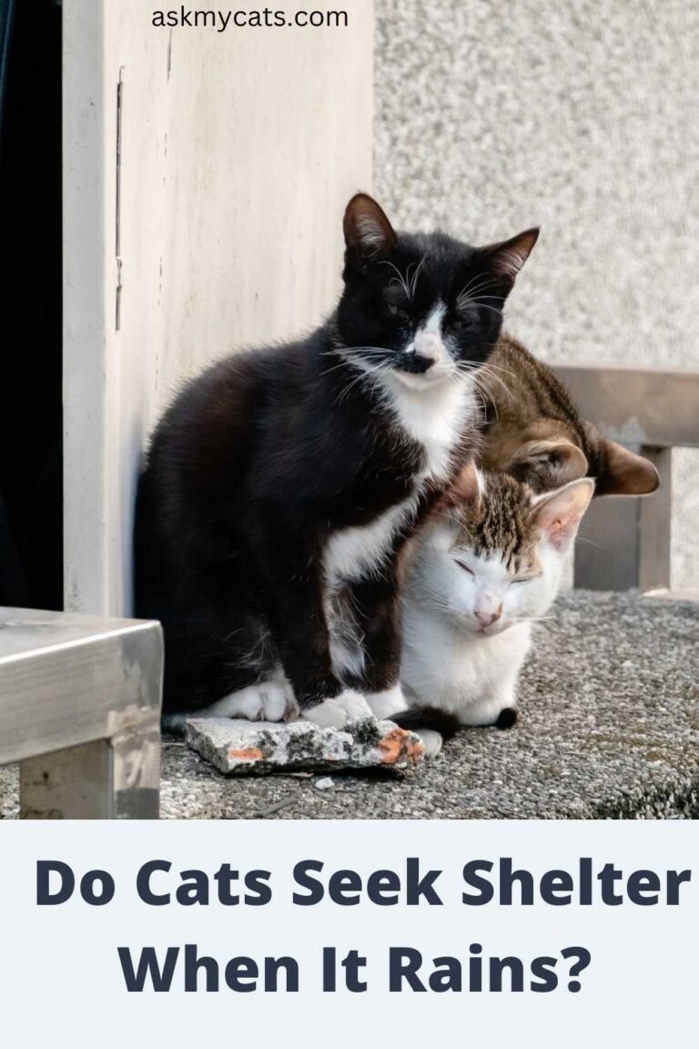 Where Do Stray Cats Go When It Rains?