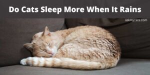 Do Cats Sleep More When It Rains?