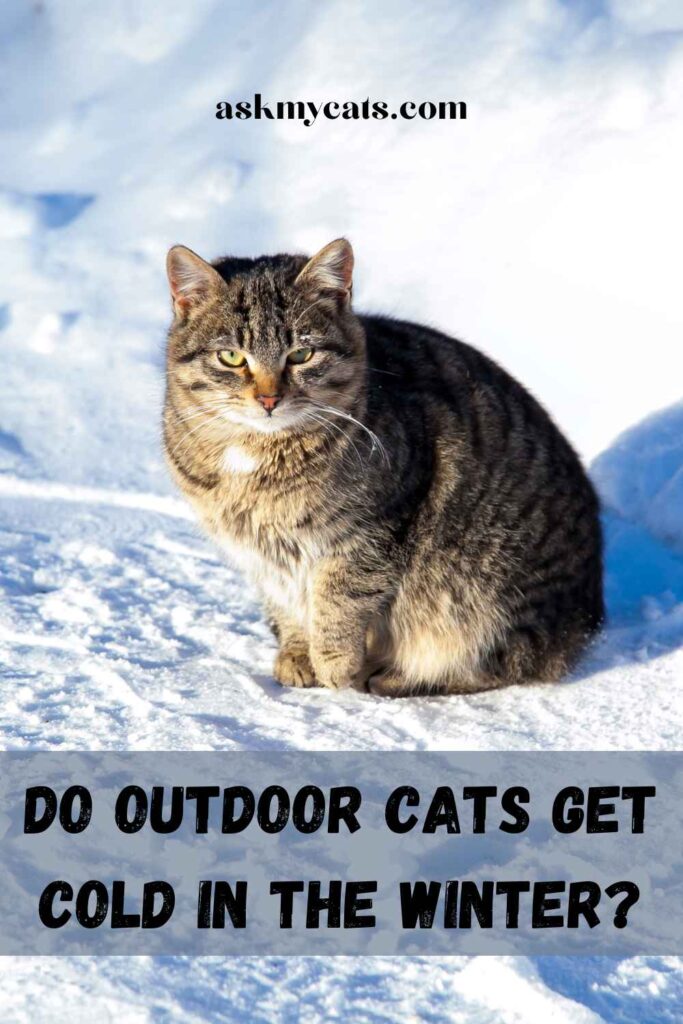 Do Outdoor Cats Get Cold In The Winter?