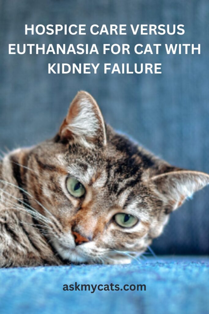 Hospice Care Versus Euthanasia For Cat With Kidney Failure