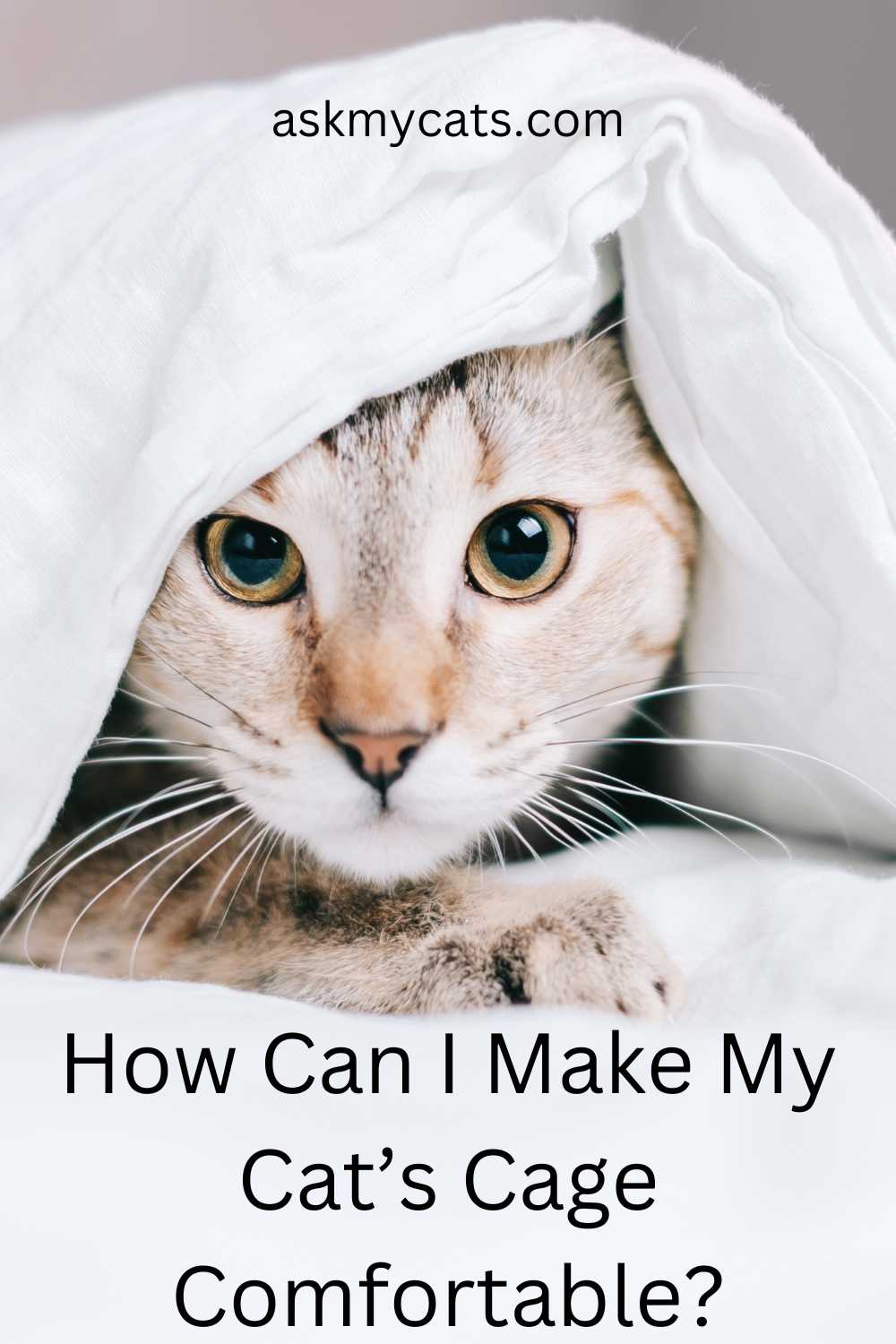 why-won-t-my-cat-stop-meowing-in-her-cage