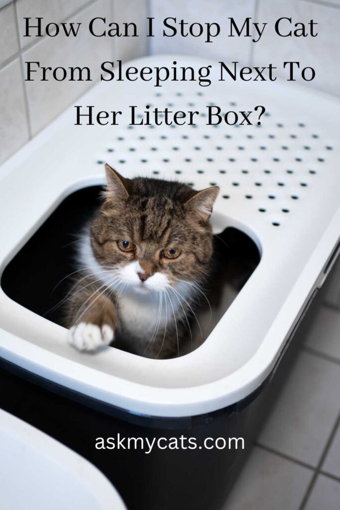 How Can I Stop My Cat From Sleeping Next To Her Litter Box?