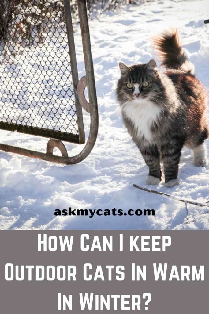 How Can I keep Outdoor Cats In Warm In Winter?