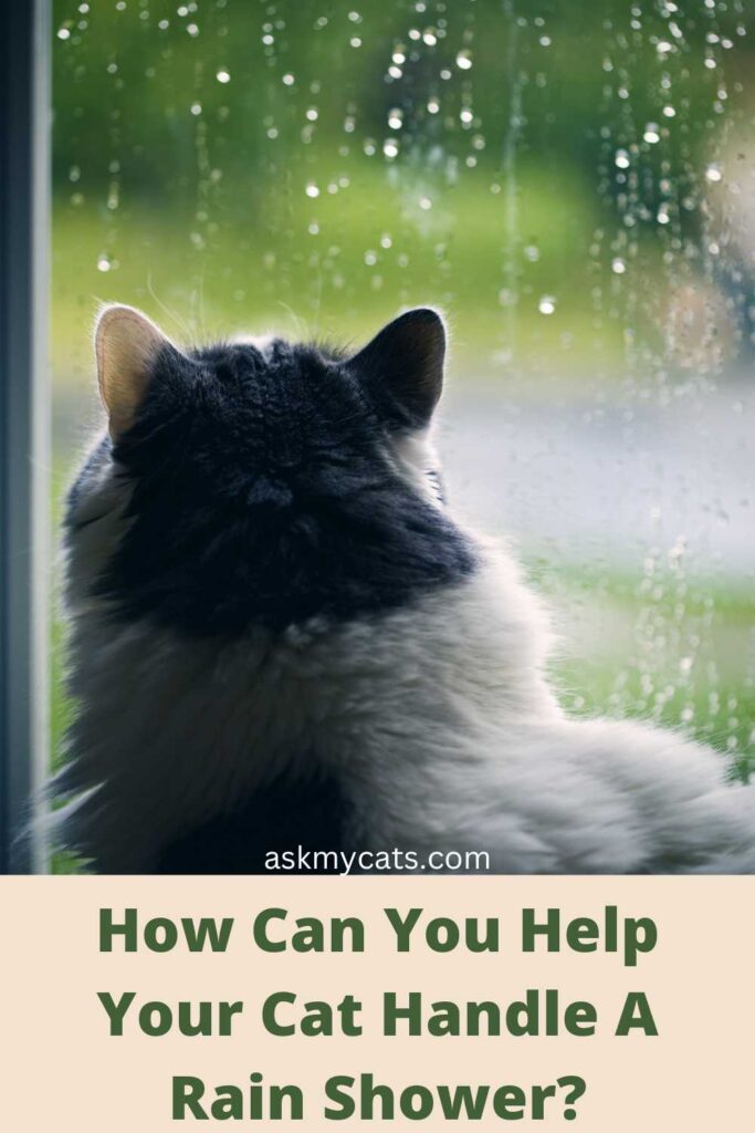 How Can You Help Your Cat Handle A Rain Shower?